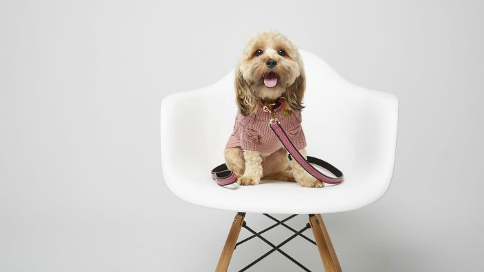 river island makes clothes for dogs 1